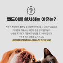펫도어