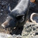 제주도흑돼지 이미지