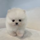 건강한 강아지 이미지