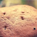 브레드하루 이미지