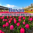 낙동강관리본부 화명생태공원 10 | 화명생태공원 튤립 단지 위치 주차장 부산 꽃구경 피크닉 봄꽃 명소