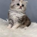 수원고양이분양 드림캣 안심분양센터 이미지