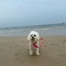 미미네 애견 | [충남/보령] 🐾미미네도 다녀온 2025 보령머드축제 멍드존🐶&amp;보령 펫비치🌞