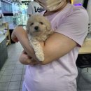 독대독농장 | 🧡푸들 꼼직이 분양후기🧡