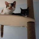 달과고양이 이미지