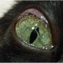 목동 동물병원 이미지