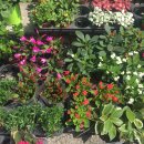 하이얀피아노 이미지