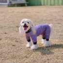 도그도그펫 | 남양주 애견카페 강아지 운동장 도그맥스 방문 후기