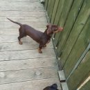 훈이애견 이미지