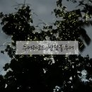 필리핀 보홀 로복강 반딧불투어 한국인 가이드 투어레코드 후기(위치, 가격, 시간)