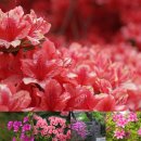 동춘서커스 초인의 비상 | 2025 단양 소백산 철쭉제 기본정보 충북 단양 가볼만한곳