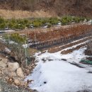 영천농장축사 이미지