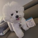 애기야 | 울애기쌩쌩 강아지유산균 솔직후기