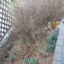 소나무세탁소 이미지