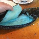 푸른물고기