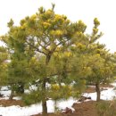 산수시장 이미지