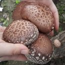 늘갓농장 이미지