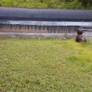 강아지놀이터 이미지