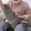 고양이무마취미용 묘갱살롱 이미지