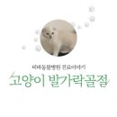 비바동물병원 이미지