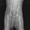 하일동물병원 이미지