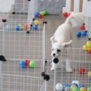 댕댕아리 이미지