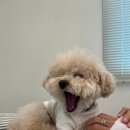 진주네분식 이미지