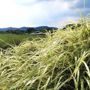 양주 나리공원 천일홍 축제 초대공지 이미지