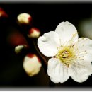 성서로 Daum카페