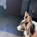 행복하개키울고양 이미지