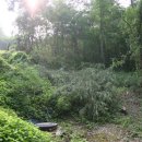 더(The)과일 이미지