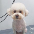 스담멍스 이미지