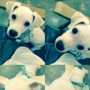 왈왈애견미용샵 이미지