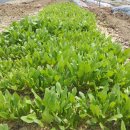 장항농장 이미지