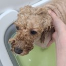 바니펫살롱 이미지