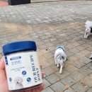 아우어펫 이미지