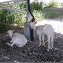 염소 태양광발전소 이미지