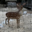 피크닉김밥천국 | 서울 벚꽃 명소 북서울꿈의숲 | 피크닉 추천
