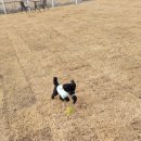 워킹애니멀스쿨 이미지