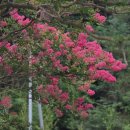 풍산앵글 - 군산시 월명로 421-2 | 안동 풍산 체화정의 여름, 화사한 배롱나무꽃과 은은한 연꽃의 완벽한 하모니 (실시간 개화 상황)