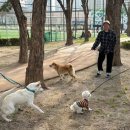 댕댕 하우스 이미지