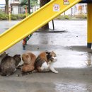 옹기종기 이미지