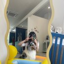 더빛나개 이미지