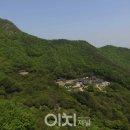 차나무숲
