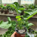 유럽농장 | [🪴독일카씨와 예쁜 제라늄 농장 공동구매 후기]- 러시아, 한국, 유럽 제라늄 6종 랜덤박스 언박싱