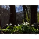 들바람꽃 - 화순군 백천로 239 | 들바람꽃