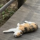 카페애룡호수 이미지