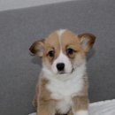 버디독 강아지분양 안심분양센터 김포점 이미지