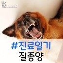 TLC 동물의료센터 이미지