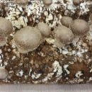 송이농장 이미지